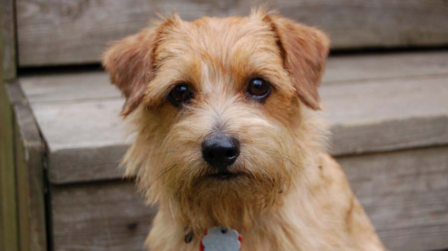 Terrier de Norfolk cachorro