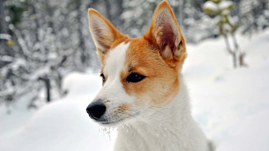 Spitz de Norrbotten cachorro