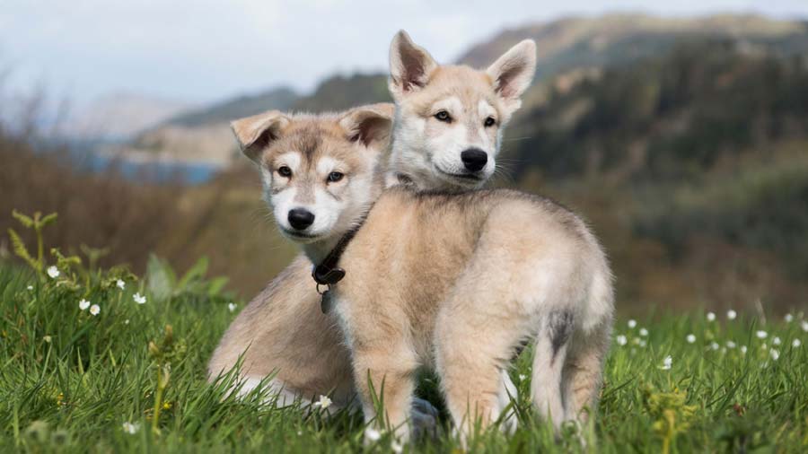 perro bebe Perro Inuit del Norte