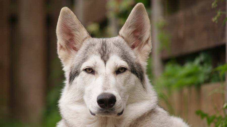 Perro Inuit del Norte cachorro