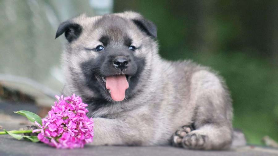 perro bebe Elkhound Noruego