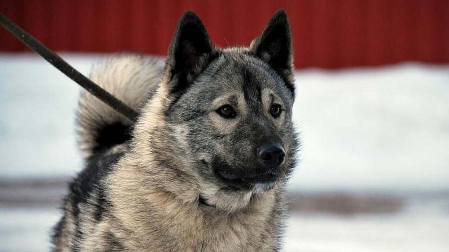 Elkhound Noruego cachorro