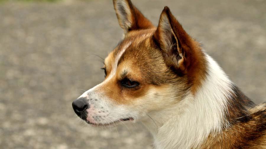 Lundehund Noruego cachorro