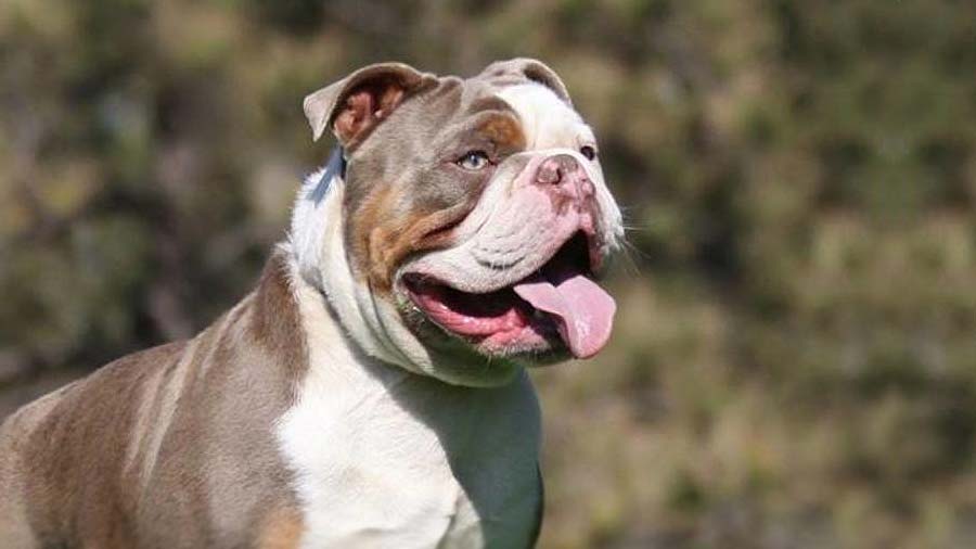 Bulldog Inglés cachorro
