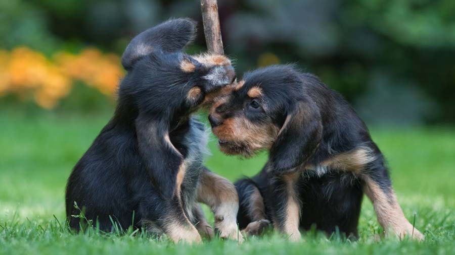 perro bebe Otterhound