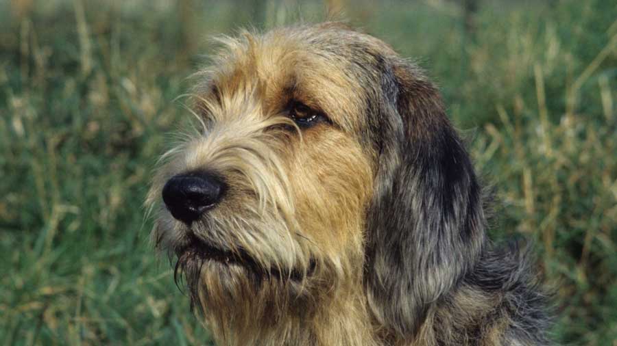 Otterhound cachorro