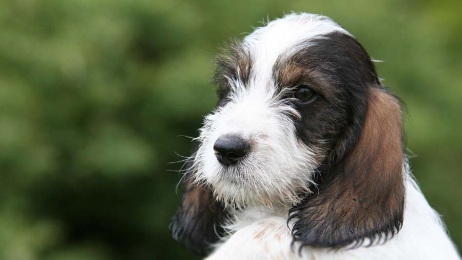 perro bebe Grifón Vandeano Basset Pequeño