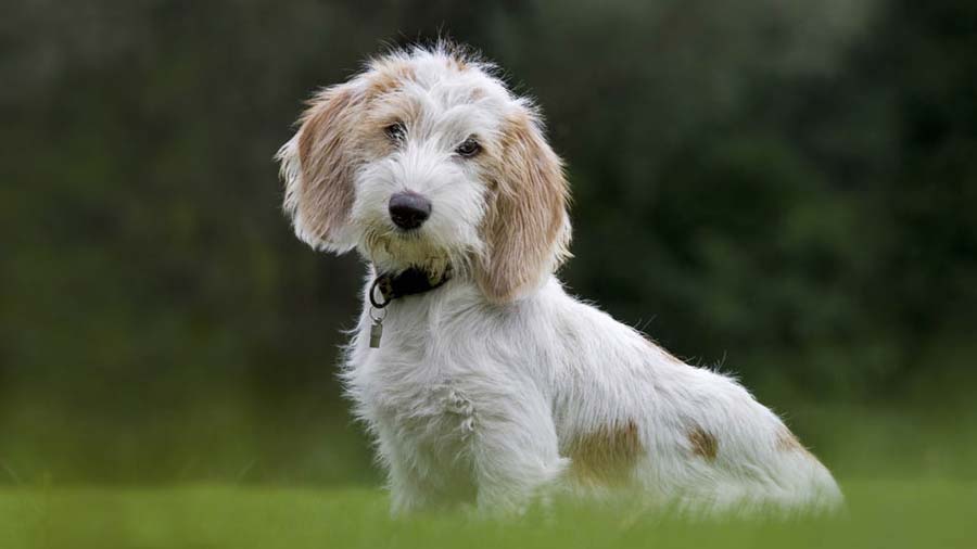 Grifón Vandeano Basset Pequeño cachorro