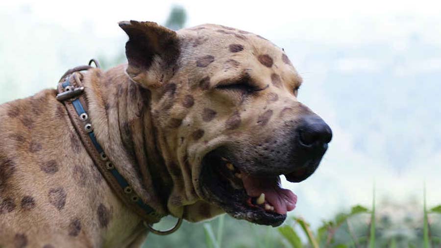 Mastín Pakistaní cachorro