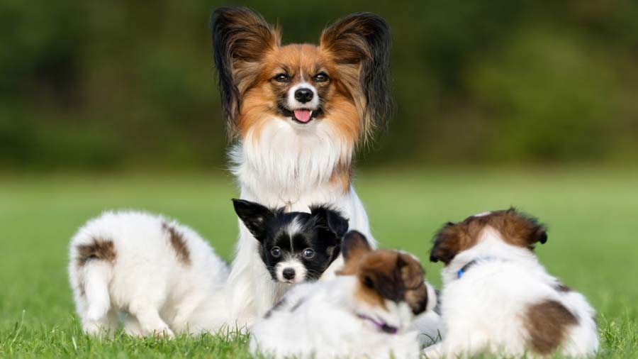 perro bebe Papillon