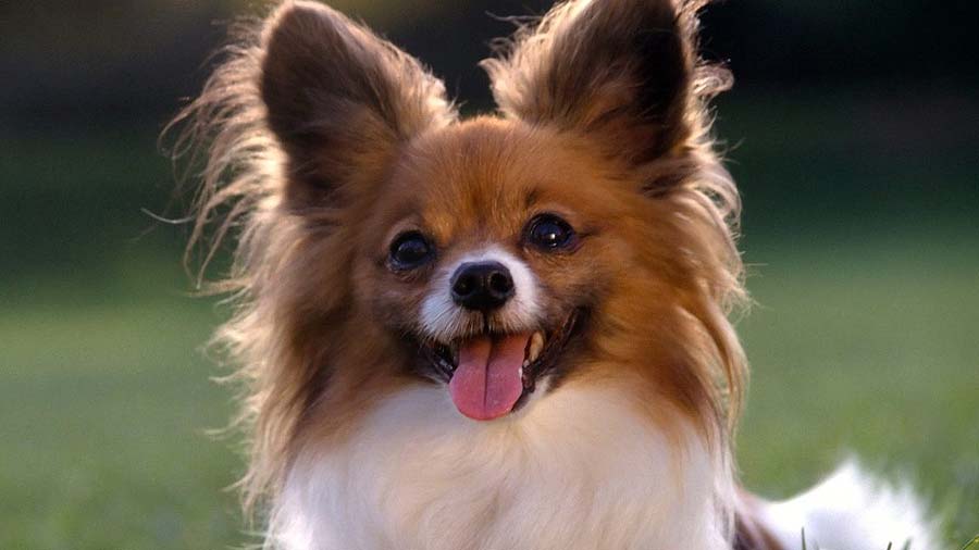 Papillon cachorro