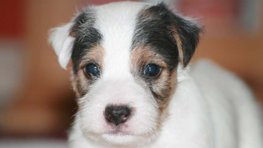 perro bebe Parson Russell Terrier