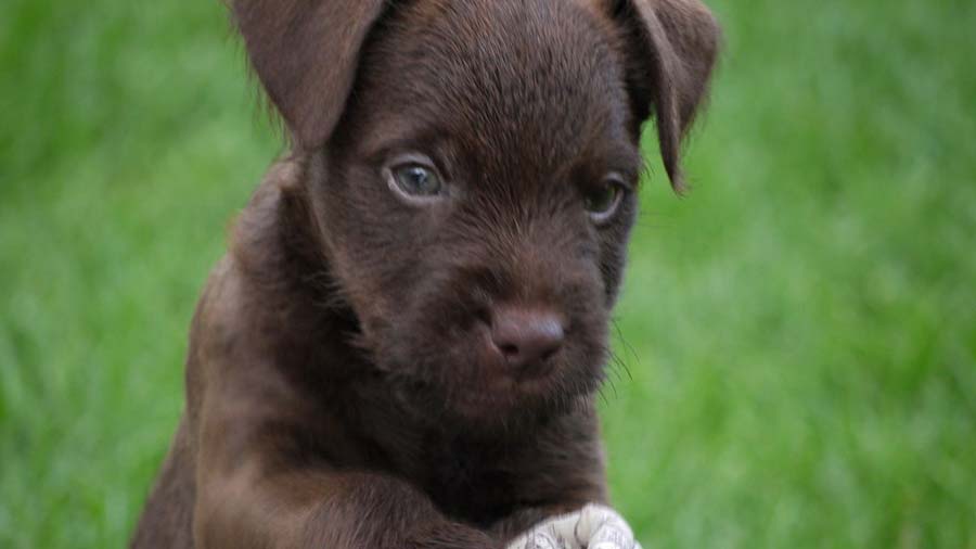 perro bebe Patterdale Terrier