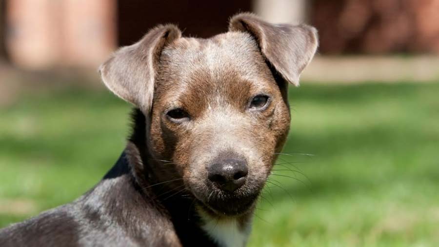 Patterdale Terrier cachorro