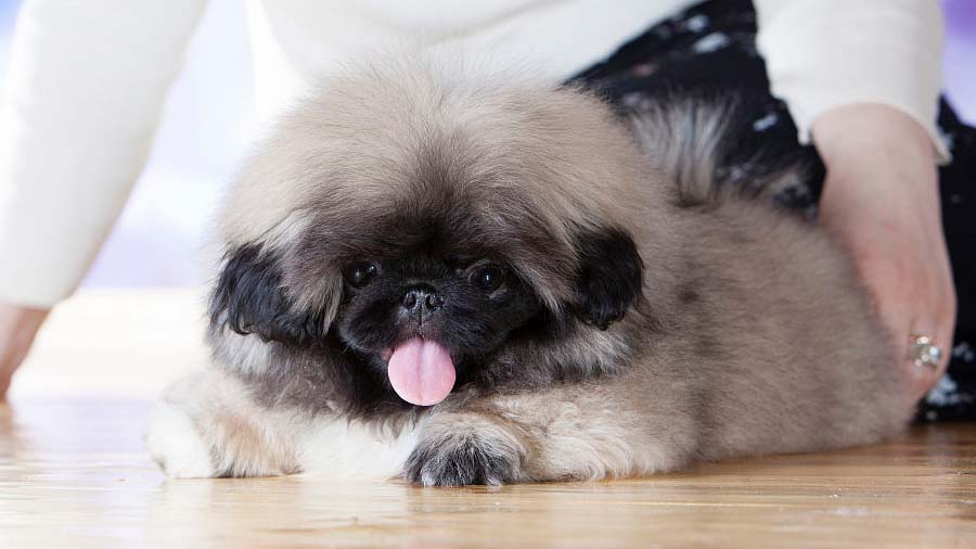 perro bebe Pekinés