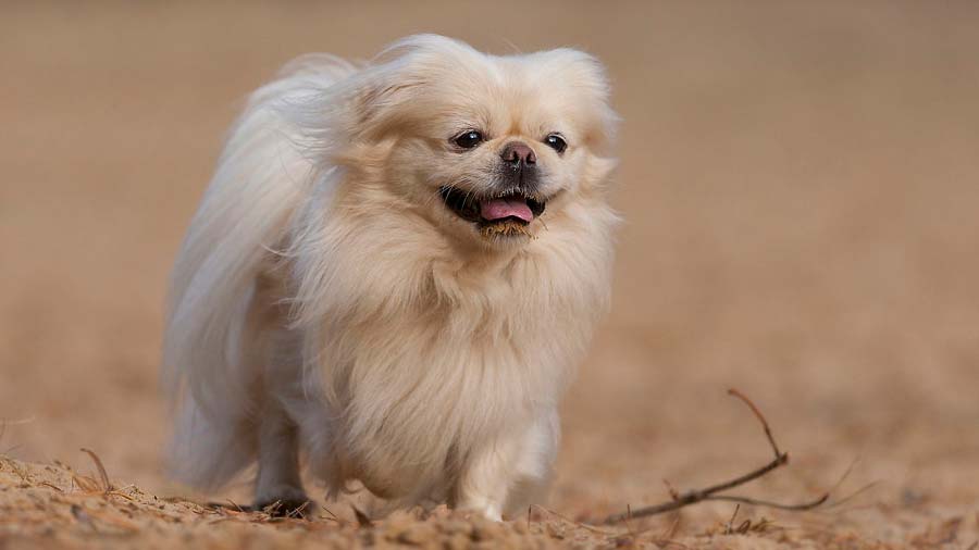 Pekinés cachorro