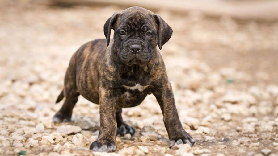 perro bebe Presa Canario