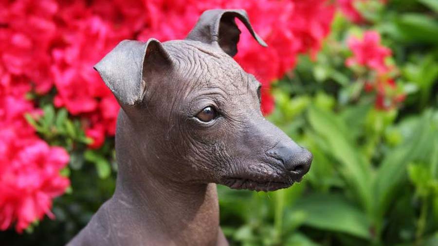 Orquídea Inca Peruana cachorro