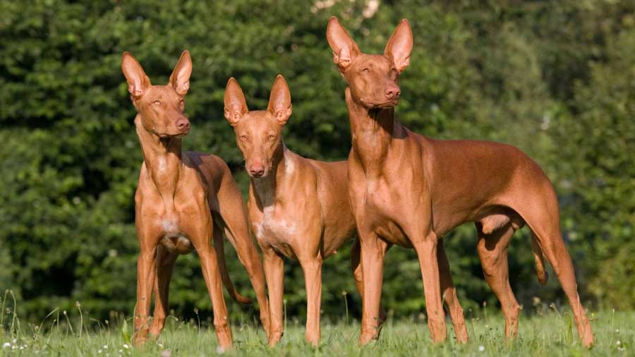 Sabueso del Faraón cachorro