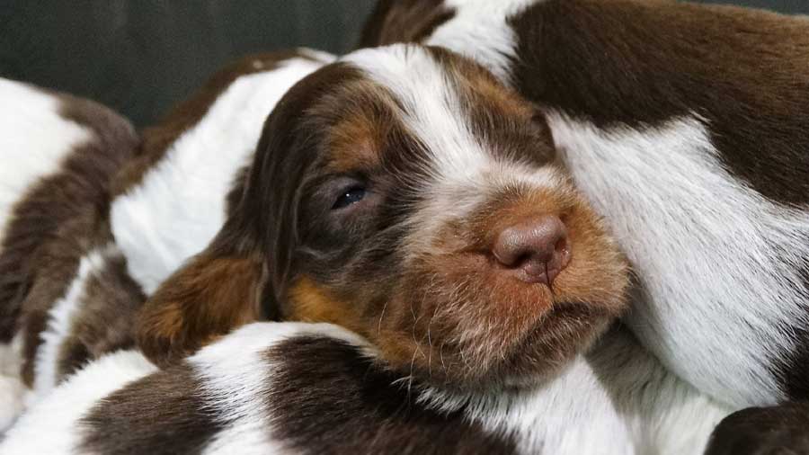 perro bebe Pastor de Picardía