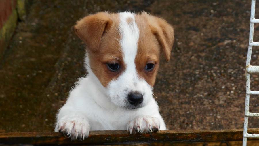 perro bebe Plummer Terrier