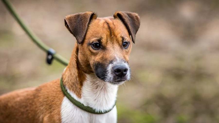 Plummer Terrier cachorro