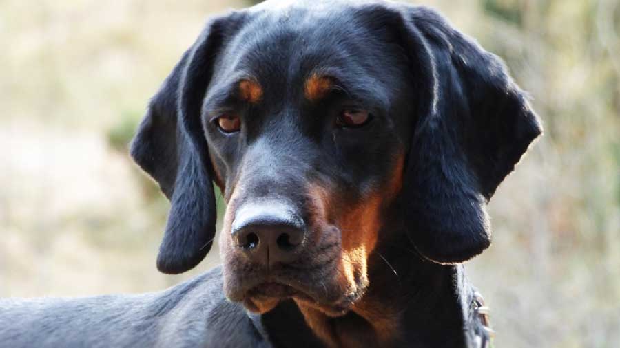 Perro de Caza Polaco cachorro