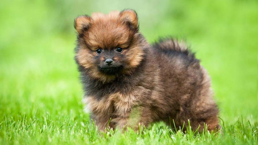 perro bebe Pomerania