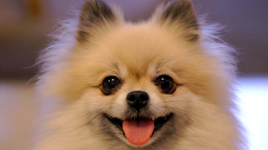 Pomerania cachorro