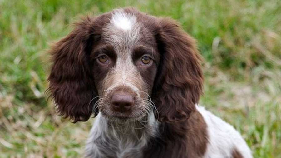 perro bebe Spaniel de Pont Audemere