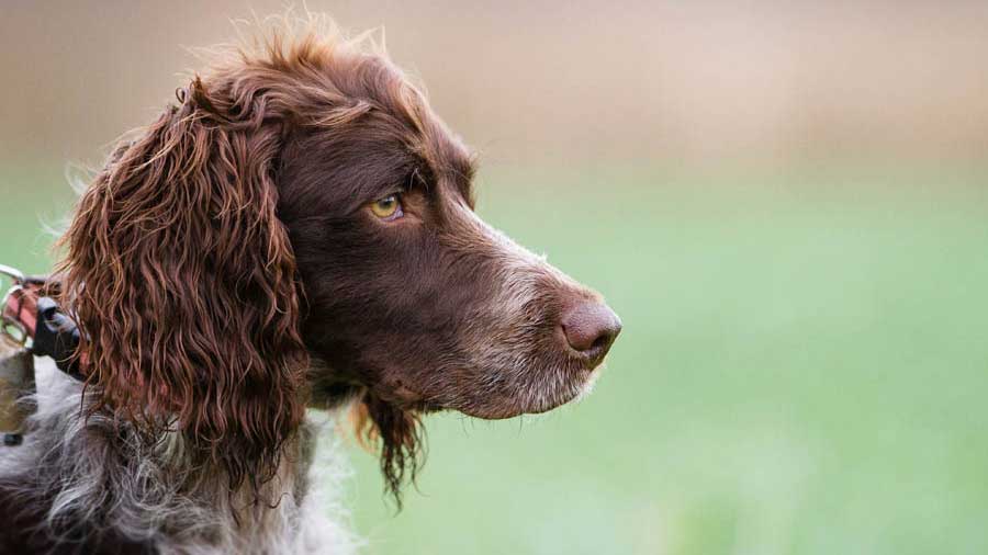 Spaniel de Pont Audemere cachorro