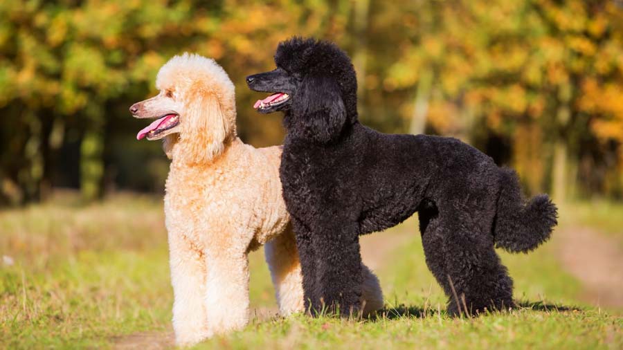 Poodle cachorro