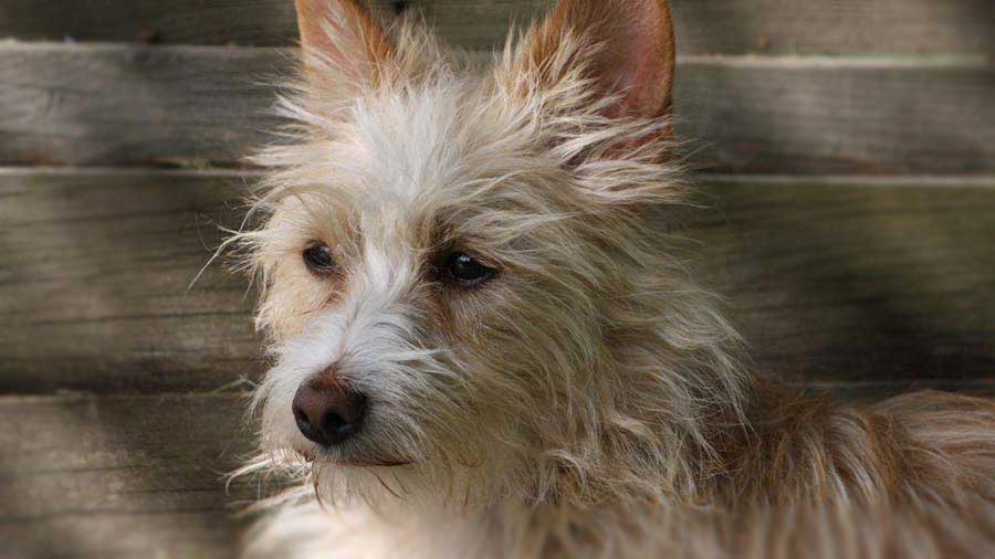 Podengo Pequeno Portugués cachorro