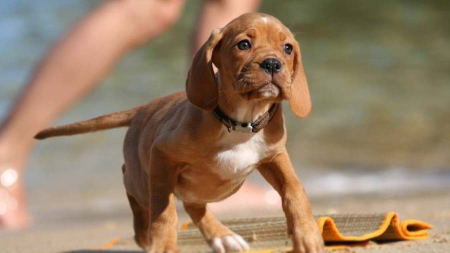 perro bebe Puntero Portugués