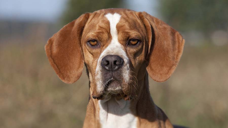 Puntero Portugués cachorro