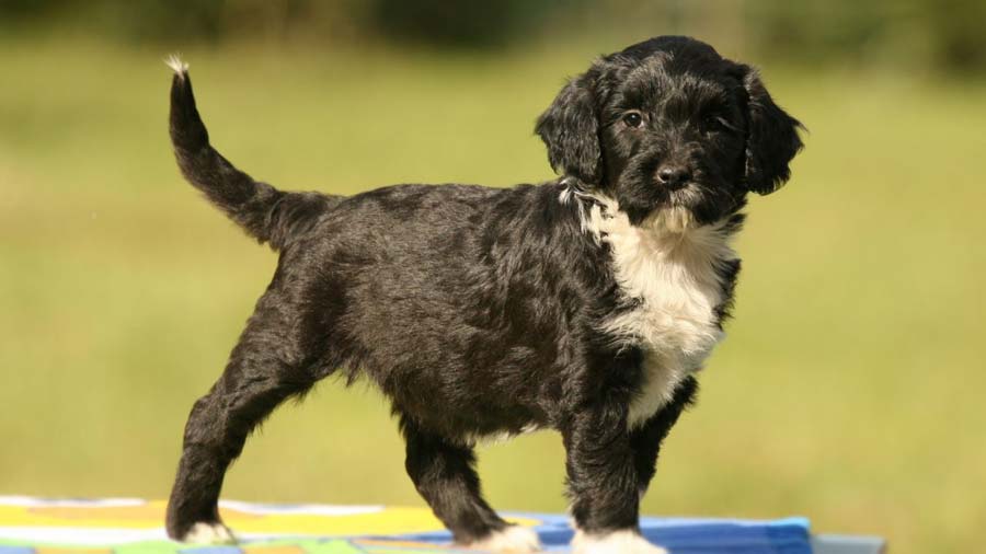 perro bebe Perro de Agua Portugués