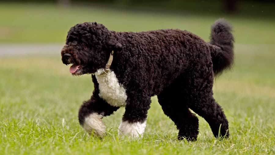 Perro de Agua Portugués cachorro