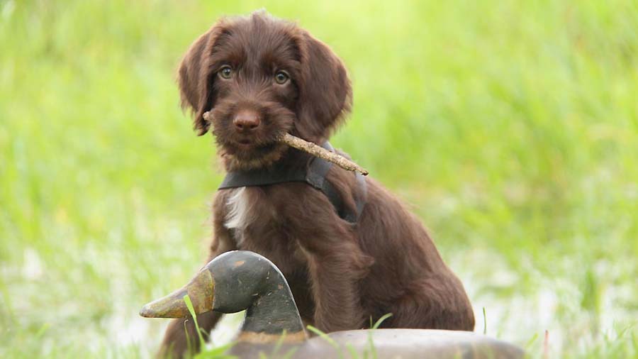 perro bebe Pudelpointer