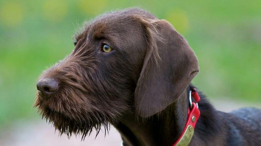 Pudelpointer cachorro