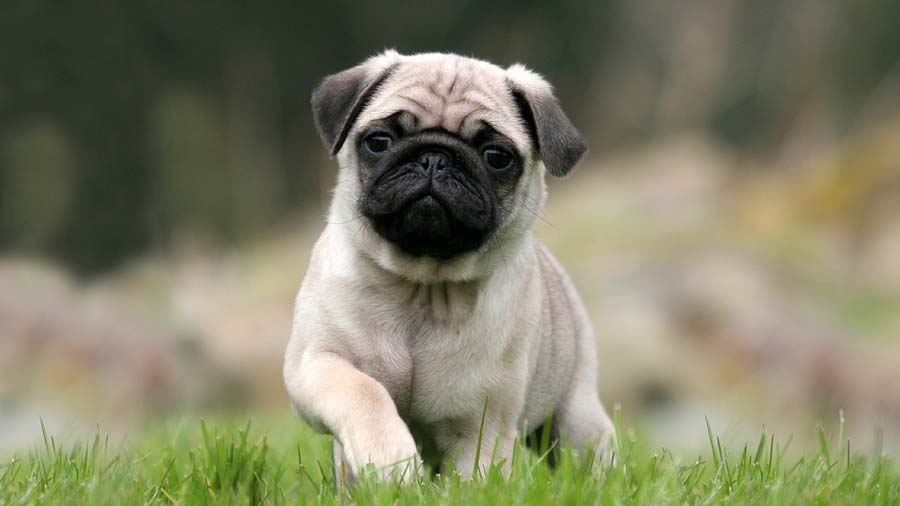 Pug cachorro