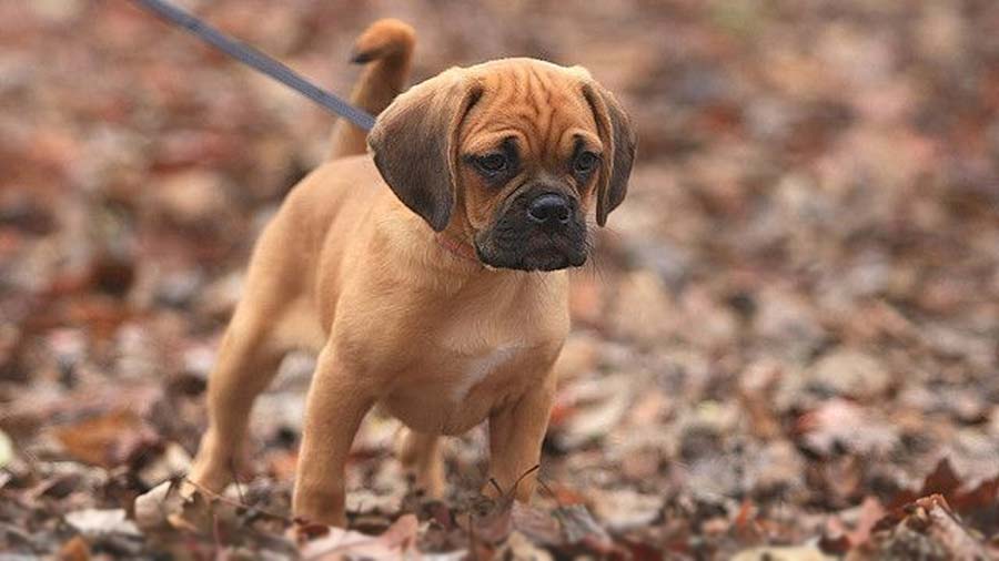 perro bebe Puggle