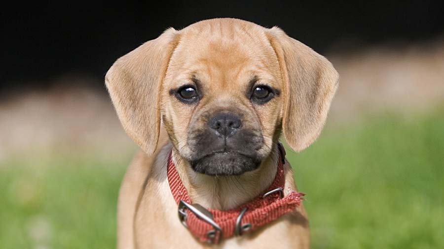 Puggle cachorro