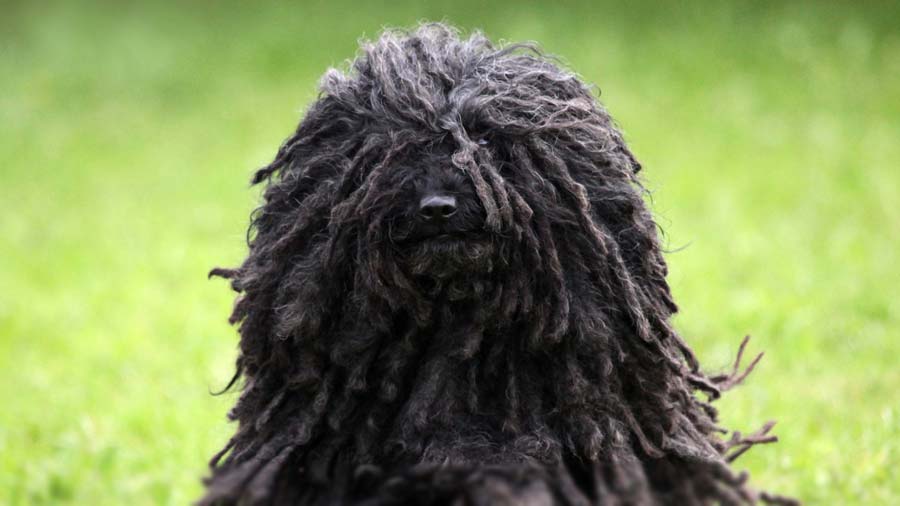 Puli cachorro