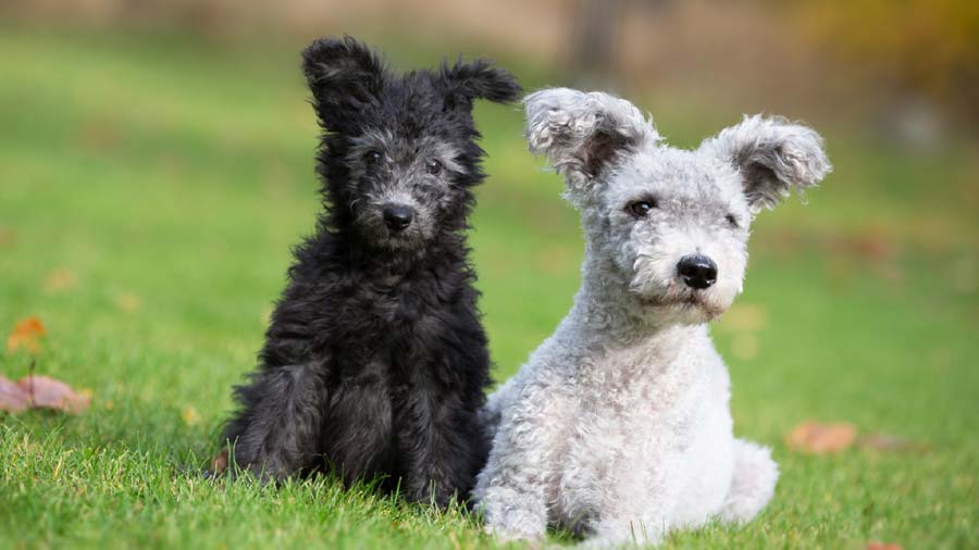 perro bebe Pumi