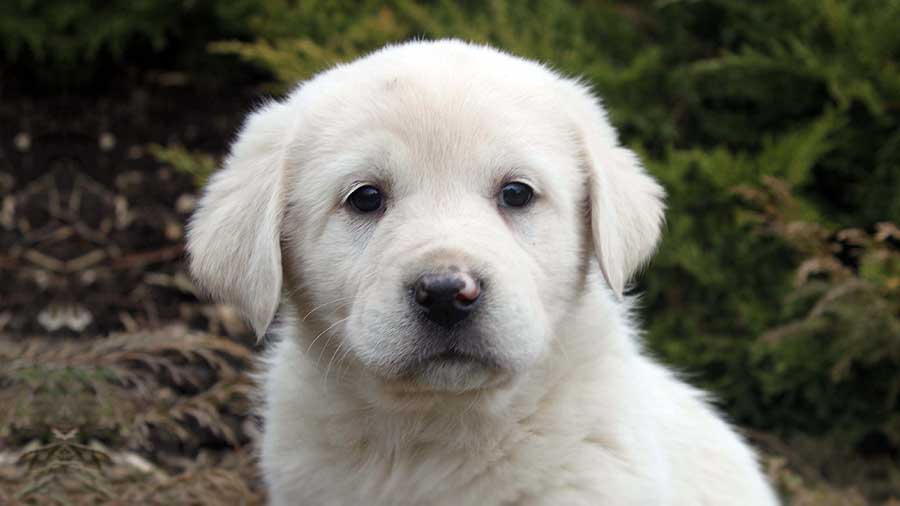 perro bebe Mastín del Pirineos