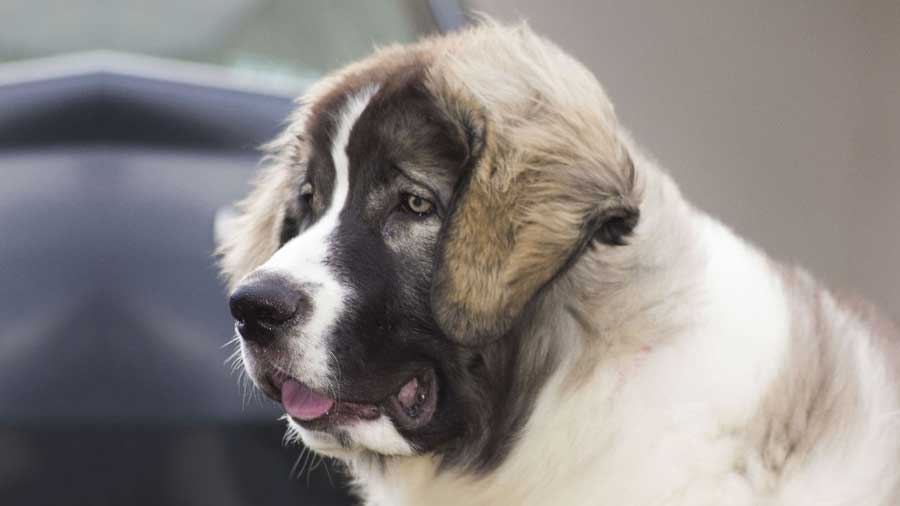 Mastín del Pirineos cachorro