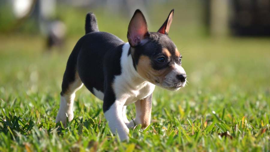 perro bebe Terrier de Rata