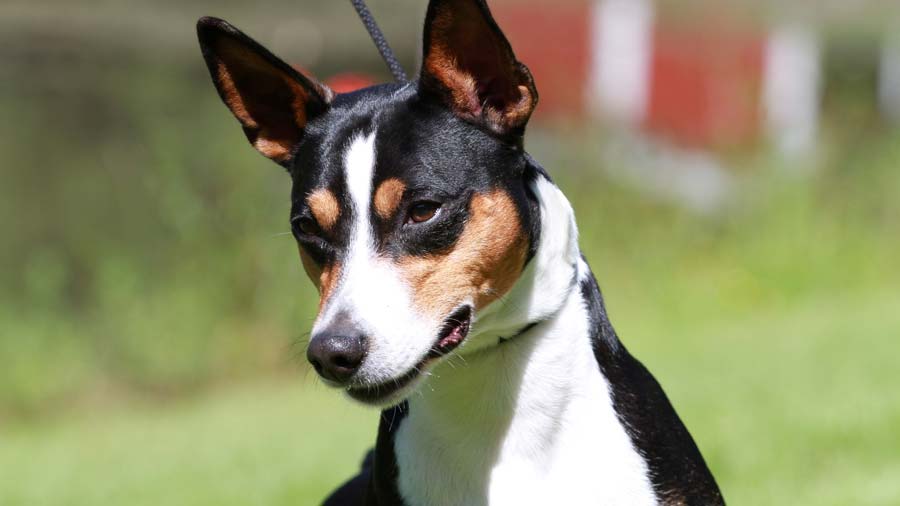 Terrier de Rata cachorro