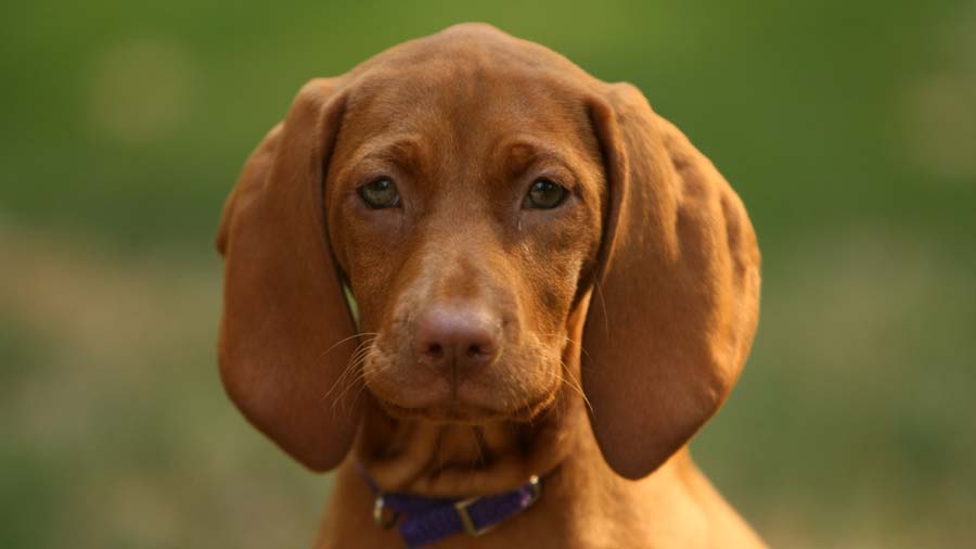 perro bebe Coonhound de Hueso Rojo