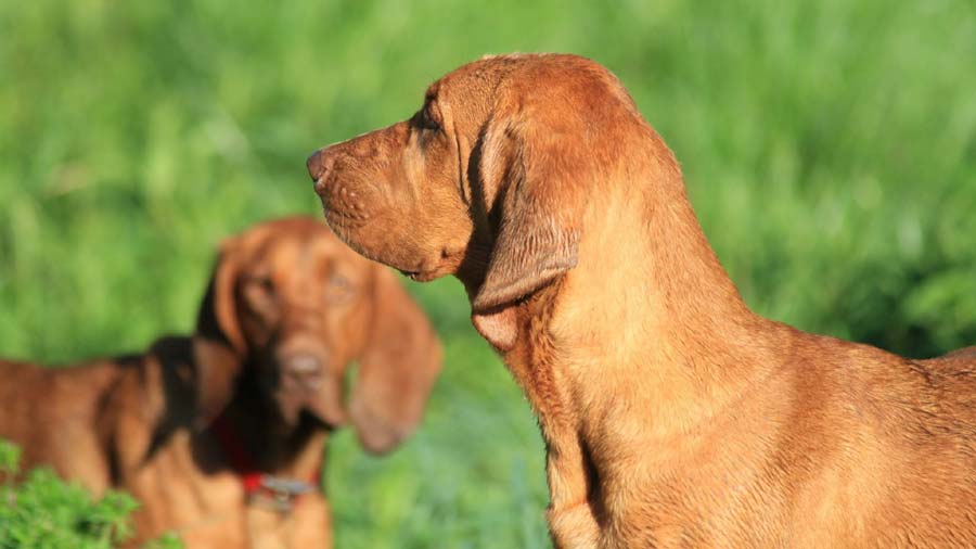 Coonhound de Hueso Rojo cachorro